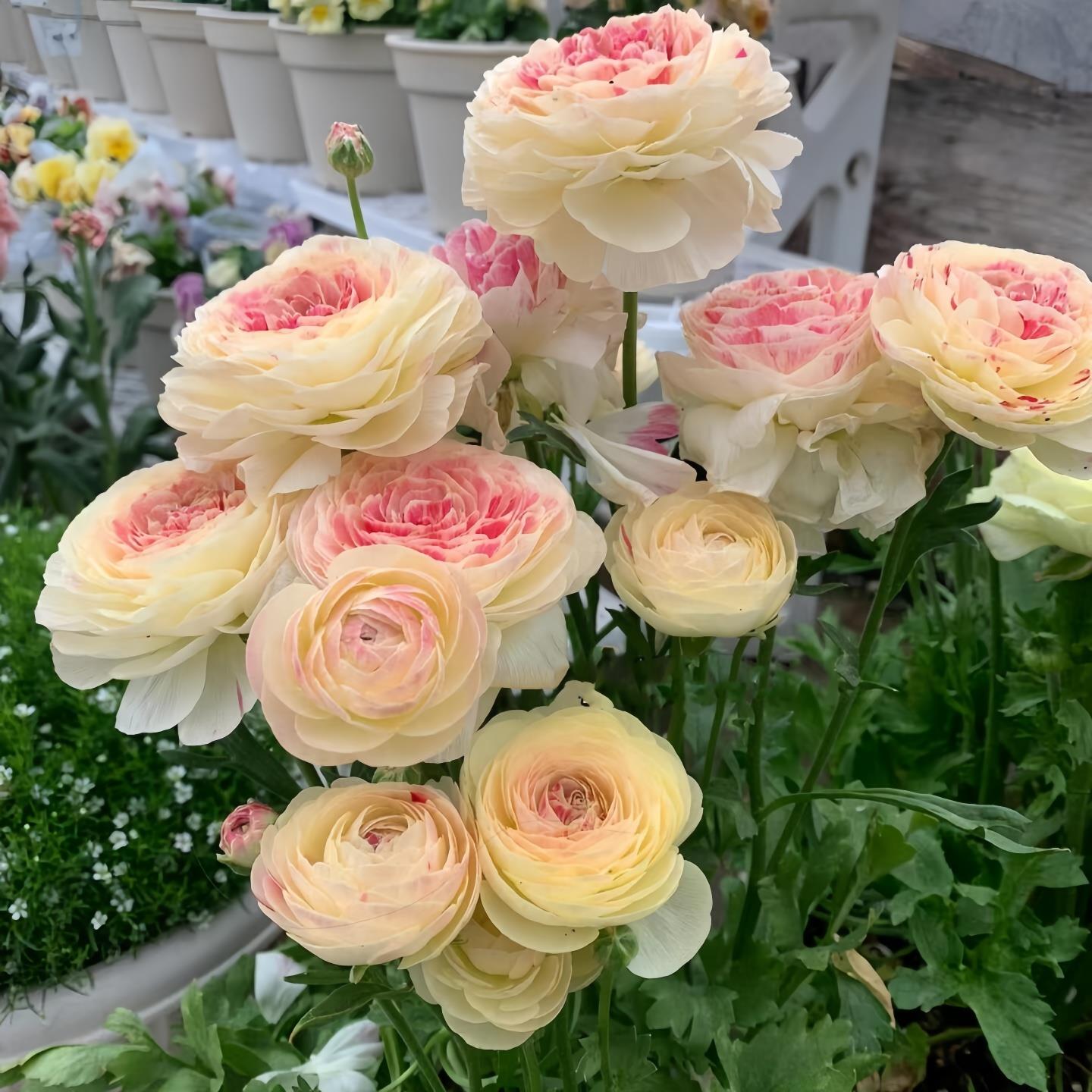 进口花毛茛种球带芽重瓣洋