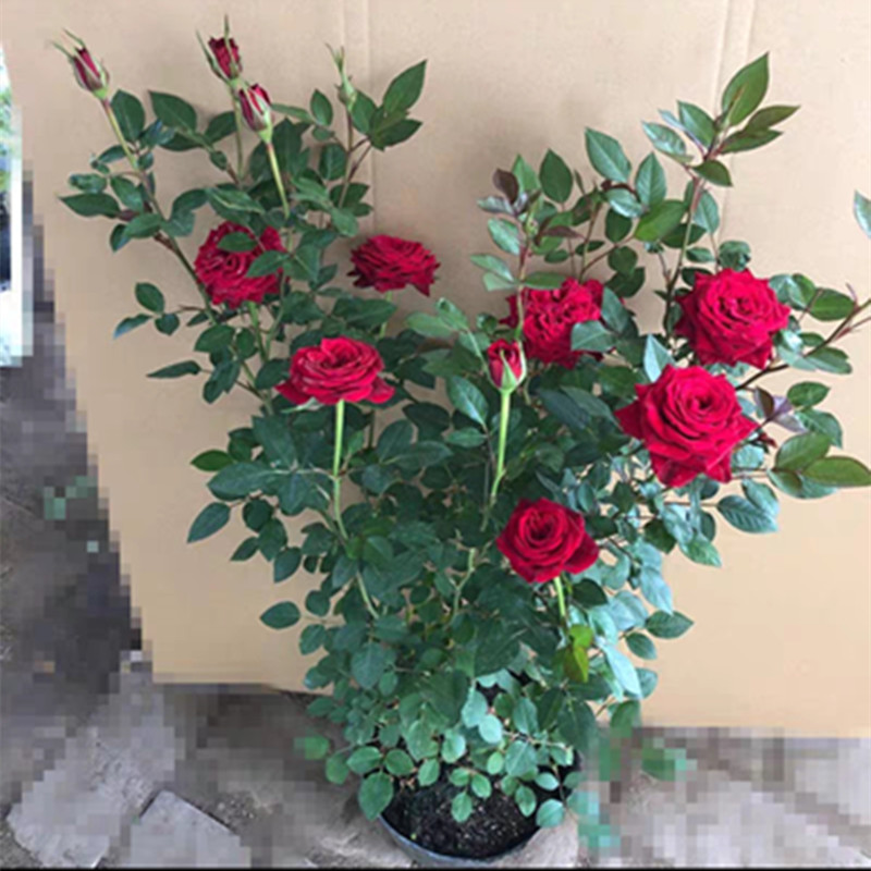 月季花苗盆栽蔷薇藤本四开