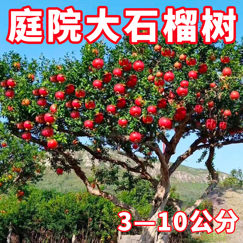 石榴树苗突尼斯软籽特大无