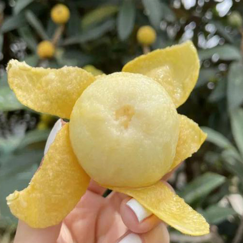 苏州东山白玉枇杷树苗嫁接