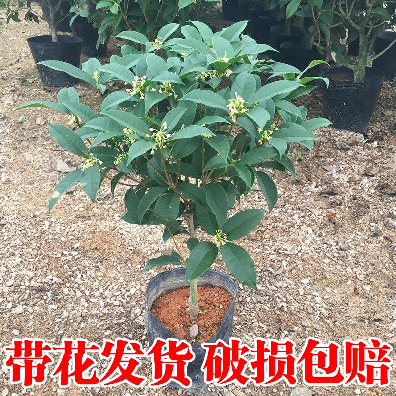 桂花树苗盆栽四季金浓香型