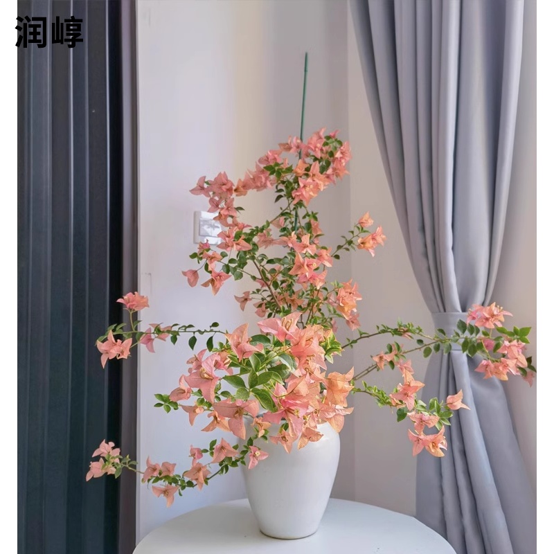 马斯三角梅盆栽苗勤花易活