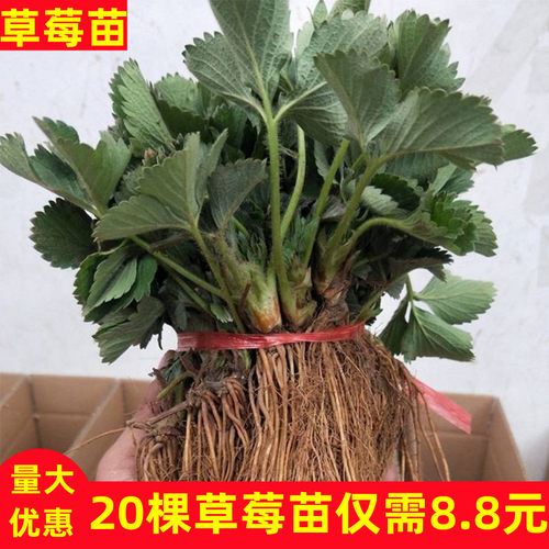草莓苗四季奶油红颜当年结