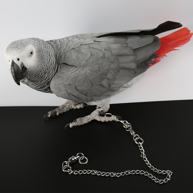 全304不锈钢鹦鹉脚环脚链开口活扣防脱扣高档牡丹玄凤鹦鹉鸟链子