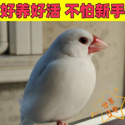 灰白文鸟珍珠鸟白文鸟灰文鸟活萌宠物鸟中小型鸟观赏鸟一对小鸟活