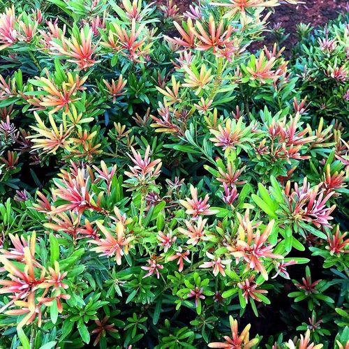 海岛红芽太子妃罗汉松办公室盆景客厅旺宅花卉庭院绿植物盆栽树苗