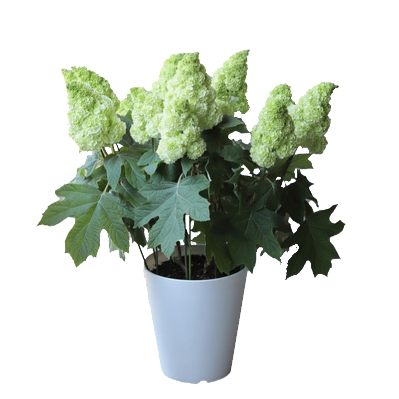 天狼 栎叶绣球和声庭院露台大花绣球盆栽苗