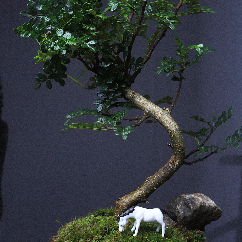 清香木盆栽老桩室内桌面植物办公室绿植好养胡椒木驱蚊提神盆景