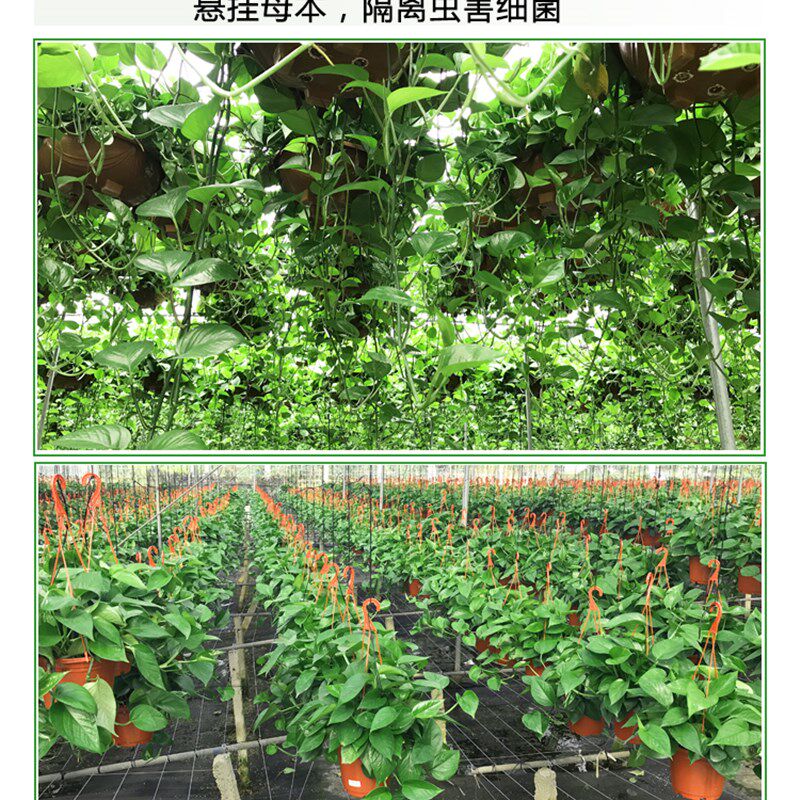 长藤绿萝绿箩垂吊绿植小盆栽水培壁挂易活植物室内除甲醛净化空气