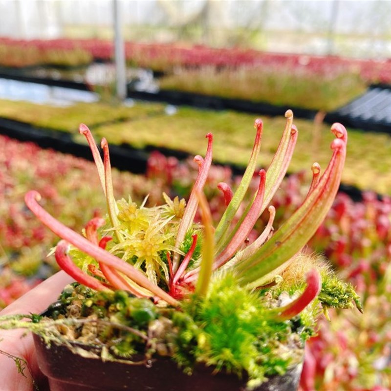 【红勾瓶子草】食虫植物 瓶子草实生苗 包邮