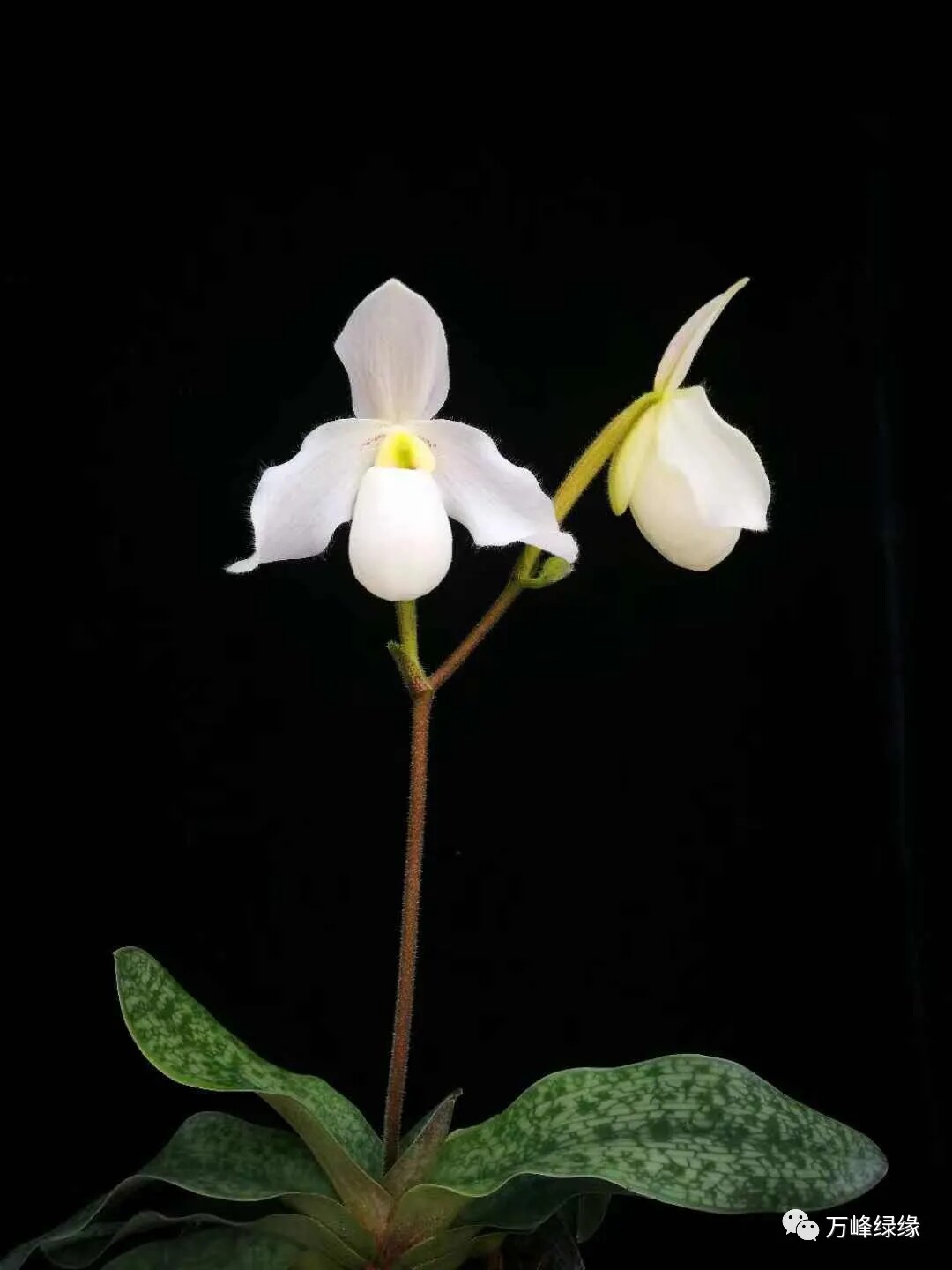 绿缘兰花b 鹤舞兜兰 续花型小型品种拖鞋兰白色兰花盆栽