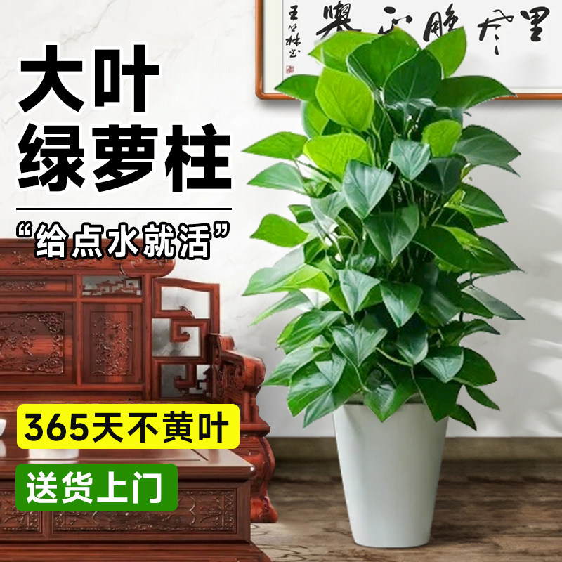 大叶绿萝柱绿植室内大型客厅大盆栽大号绿箩耐阴好养活办公室植物