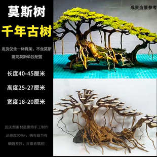 装饰成品骨架造景枝条莫斯迎客松草摆件缸水草树天然沉木鱼缸树枝
