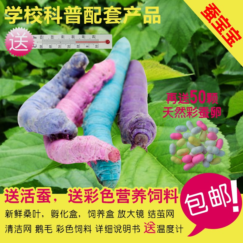 热销蚕宝宝活蚕桑叶套装七彩蚕宝宝学生养蚕送彩色蚕饲料蚕卵蚕籽