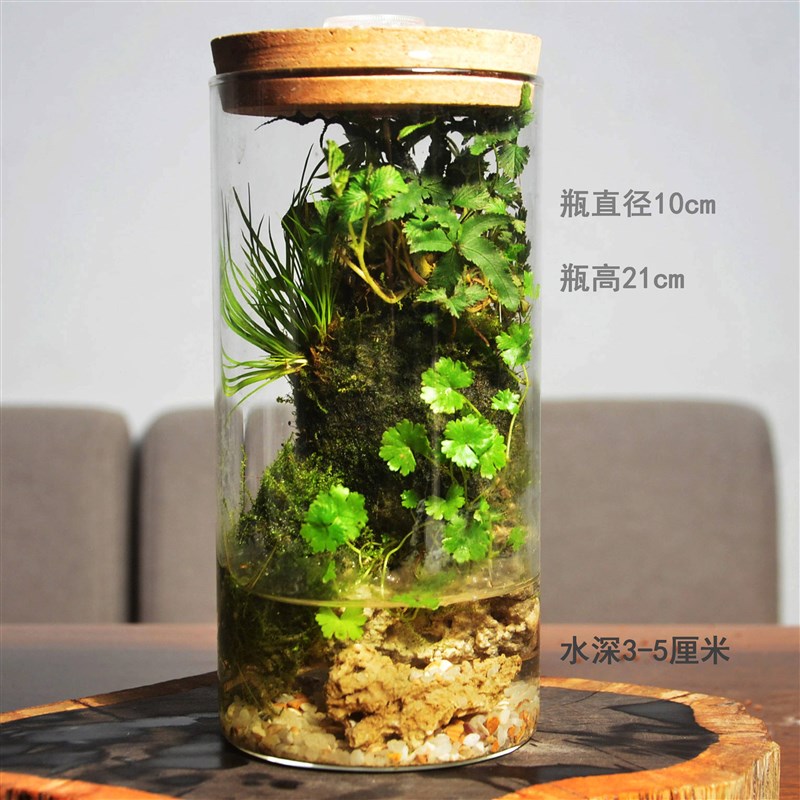 热销苔藓微景观盆栽办公桌小盆景雨林缸菖蒲吸水石玻璃生态瓶礼物