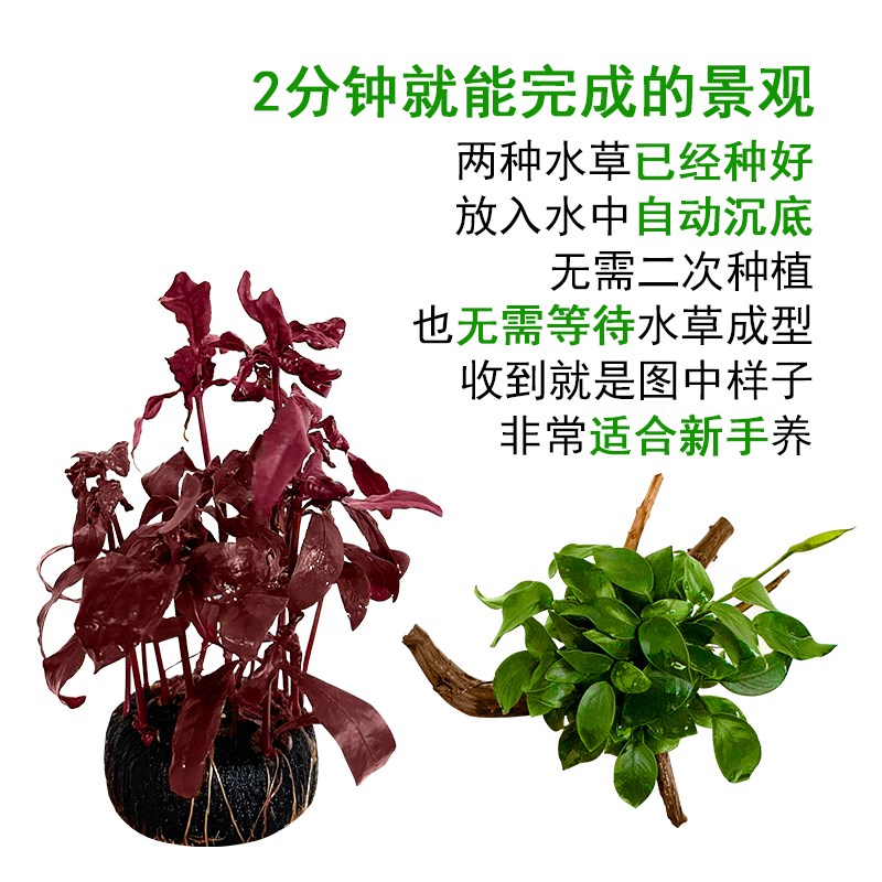 热销桌面鱼缸小型客厅斗鱼鱼缸过滤制氧一体机生态水草植物造景玻