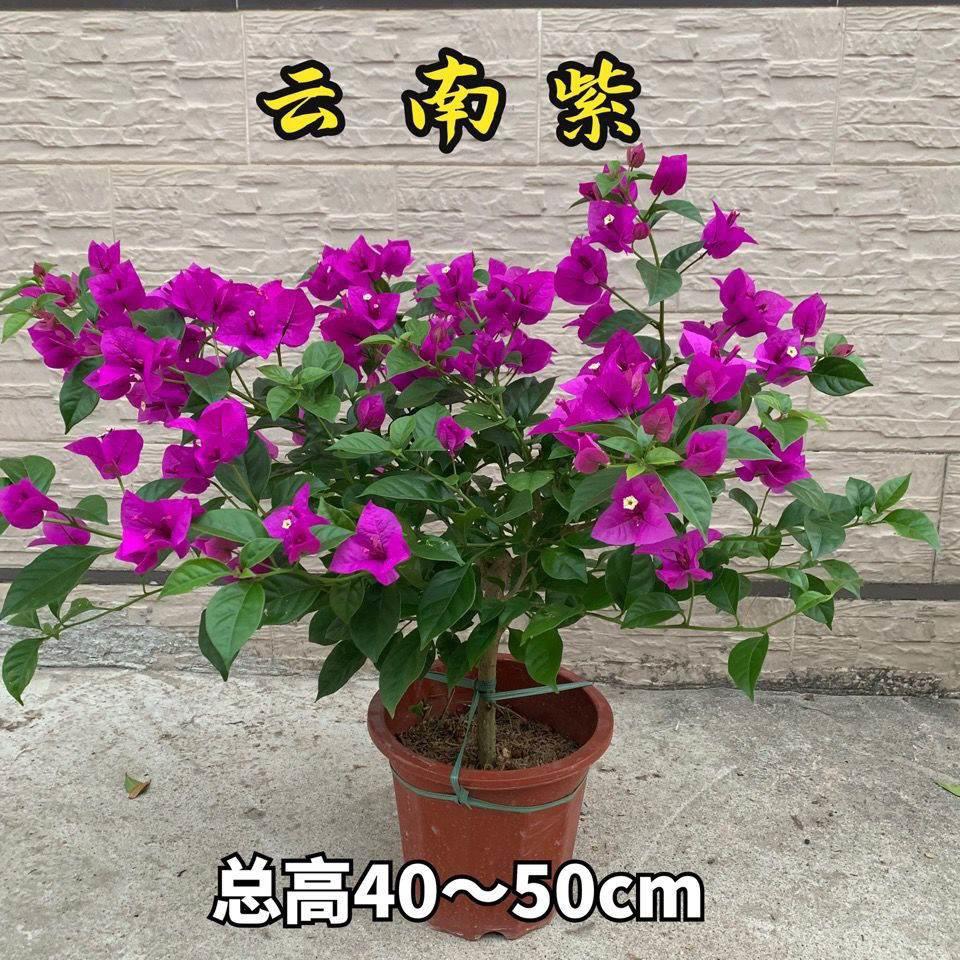 三角梅盆栽带花发货四季开花老桩爬藤绿樱勤花品种重瓣红花卉
