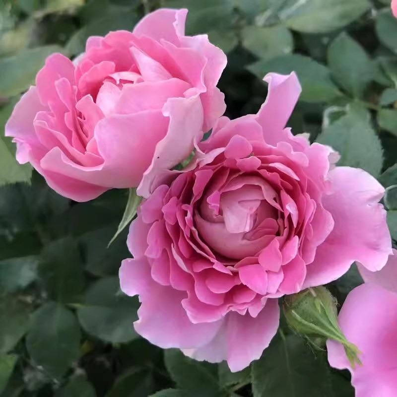 梦幻褶边月季花苗开花粉色玫瑰大花浓香大苗四季盆栽花卉爬藤小苗