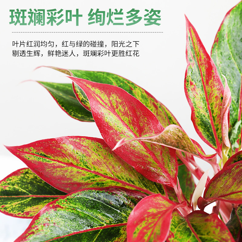 大万年红盆栽花卉植物室内美观客厅办公室桌面绿植四季好养年宵花 - 实物图