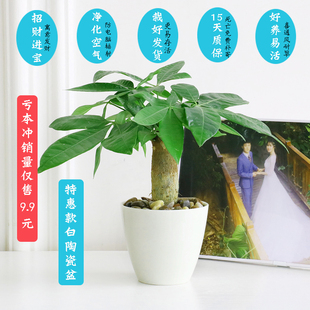 绿植盆栽发财树小办公室内好养盆景花卉客厅绿萝植物金钱花苗