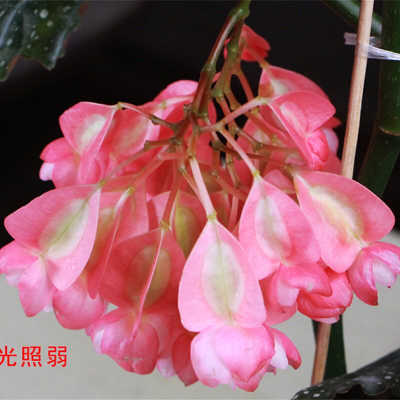 竹节海棠花盆栽大叶斑点四季斑叶竹节秋海棠花卉绿植物室内阳台苗图片