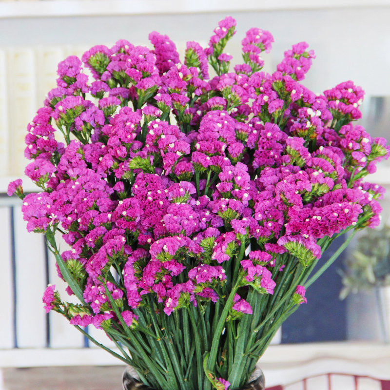 云南鲜花勿忘我干花花束大束天然真花摆设客厅家居装饰摆件称斤卖