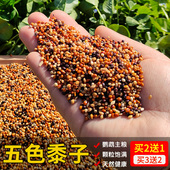 五色黍子混合粮牡丹玄凤虎皮鹦鹉饲料鸟粮营养鸟食食粮鸟饲料500g