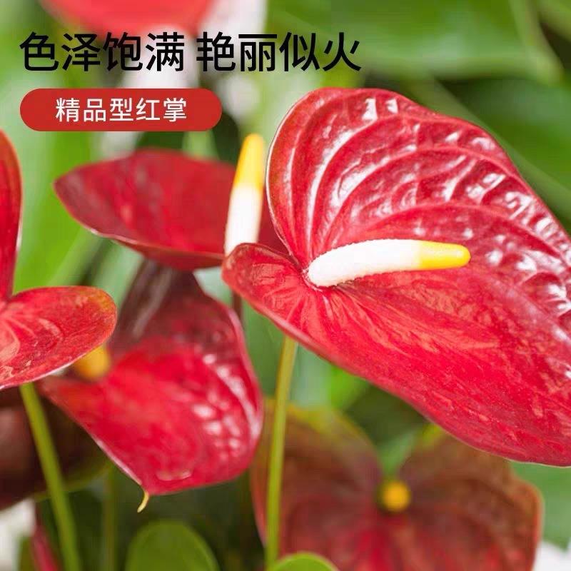 直销新款红掌白掌盆栽一帆风顺花卉室内好养绿植四季开花净化空气