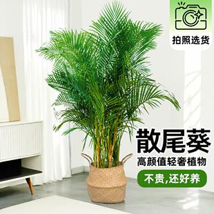 散尾葵大型绿植竹子盆栽室内植物客厅前台办公室凤尾竹花卉同城送