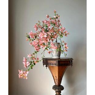 三角梅花卉盆栽四季开花垂吊飘枝爬藤绿樱卡亚塔章红樱不甜