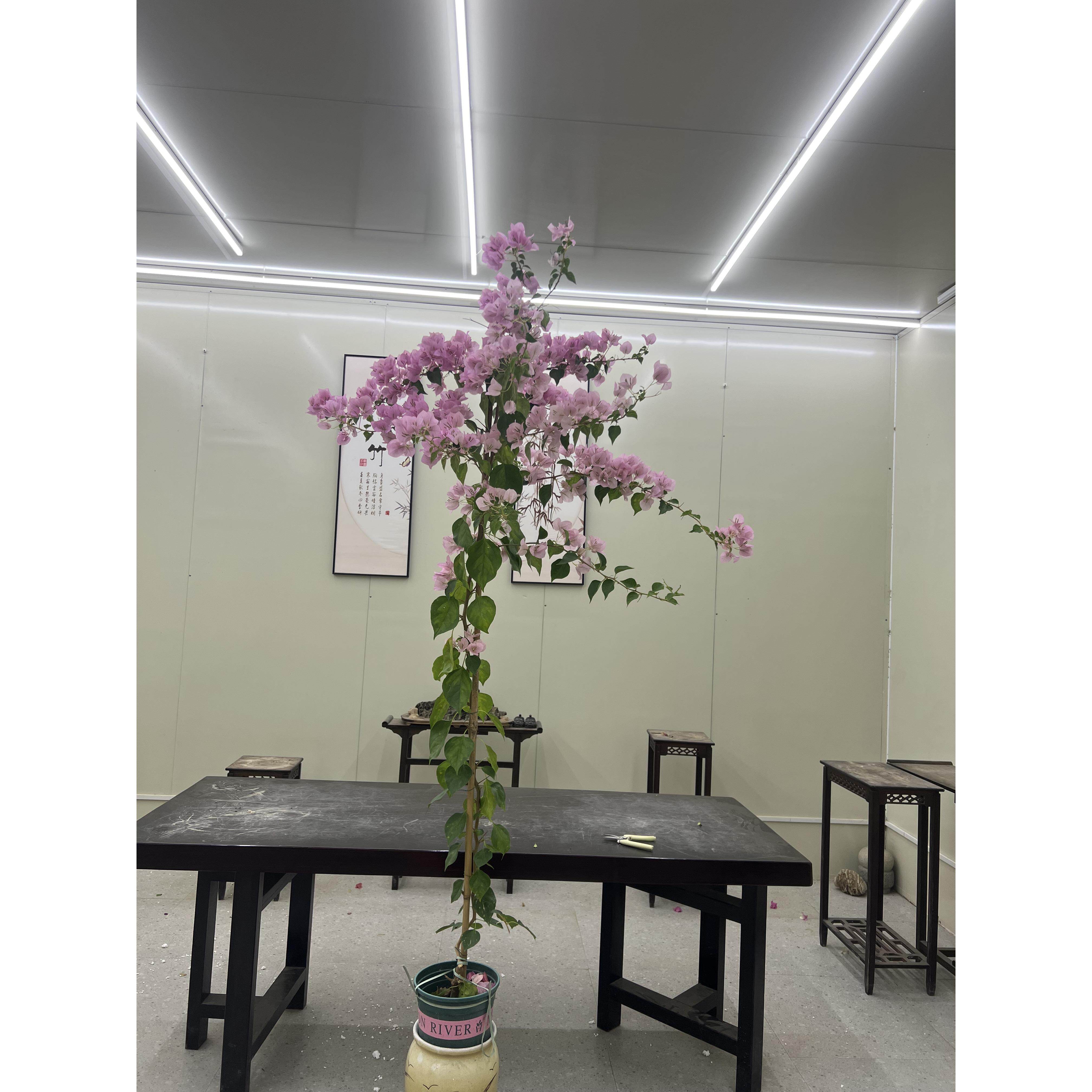 一物一拍三角梅高飘四季勤花(一个月换盆)