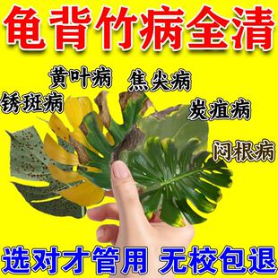 龟背竹叶子发黄发黑锈斑病水培龟背竹营养液专用肥焦尖炭疽铁锈病
