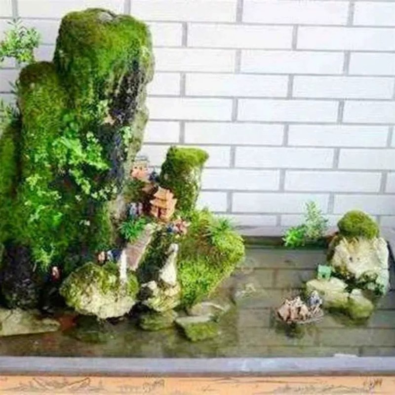 种在石头上水g石吸水石假山造景上种的绿植盆景植物珍珠草苔藓草
