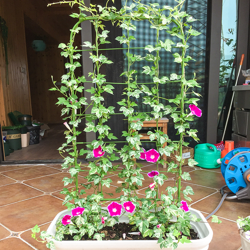 爬藤植物a花支架牵牛花网格造型花屏架子阳台盆栽绿植月季攀援牵