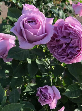 蓝色风暴花苗带花苞四季浓香玫瑰蔷薇H大花易栽种好活欧月阳台庭