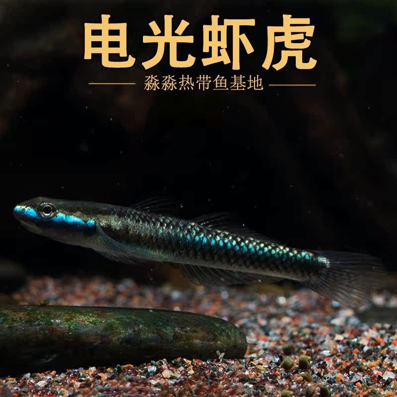 蓝面虾虎鱼 蓝脸侠电光枝桠鰕虎紫身黄瓜闪蓝枝牙原生冷水鱼
