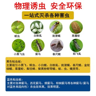 粘虫板小黄板双面诱虫板蓟马蓝板小黑飞粘虫纸黄蓝一体防虫灭杀蝇