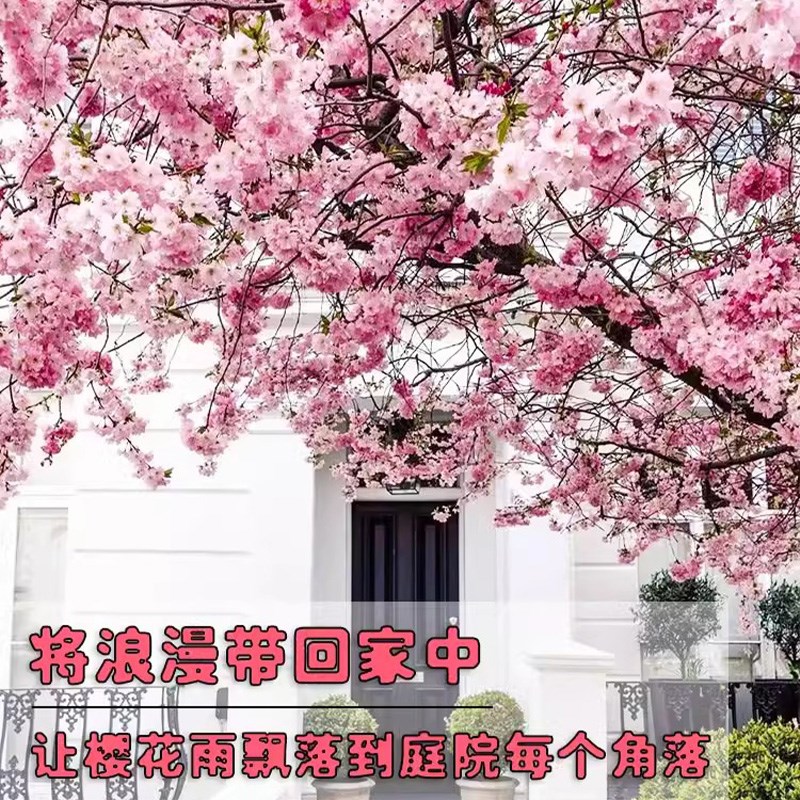 樱花树苗庭院大树盆栽名贵大门风景树植物门前院子里适合种的花