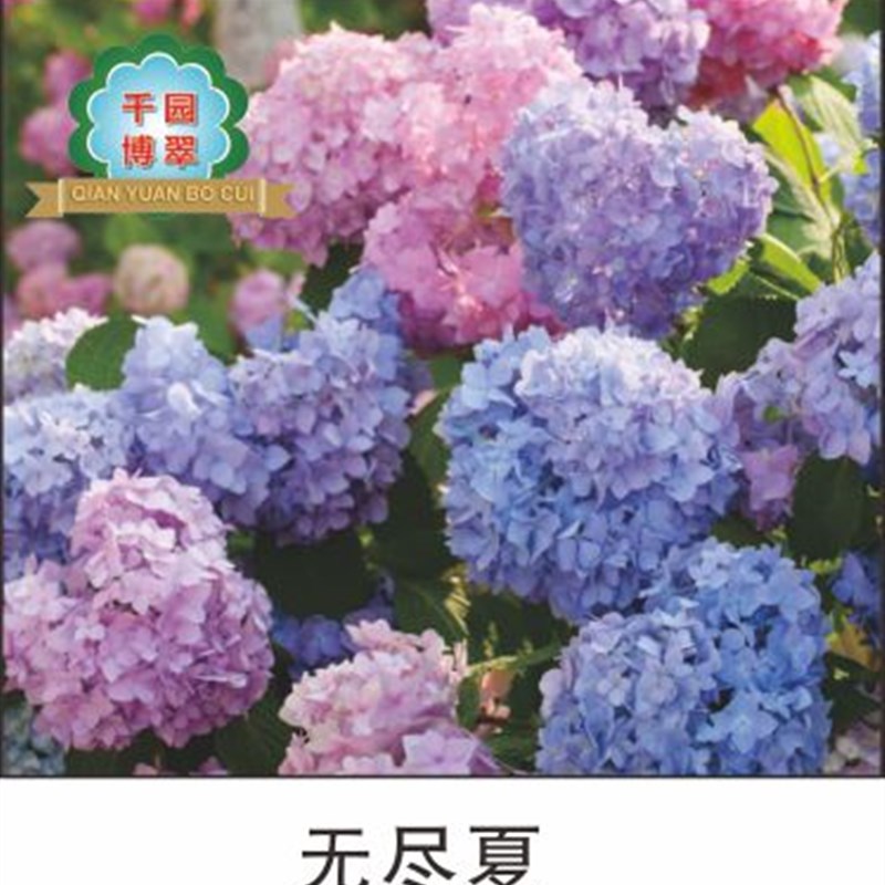 花卉绿植盆栽两加仑绣球无尽夏紫水晶新娘灵感妖之吻妖之瞳佳澄