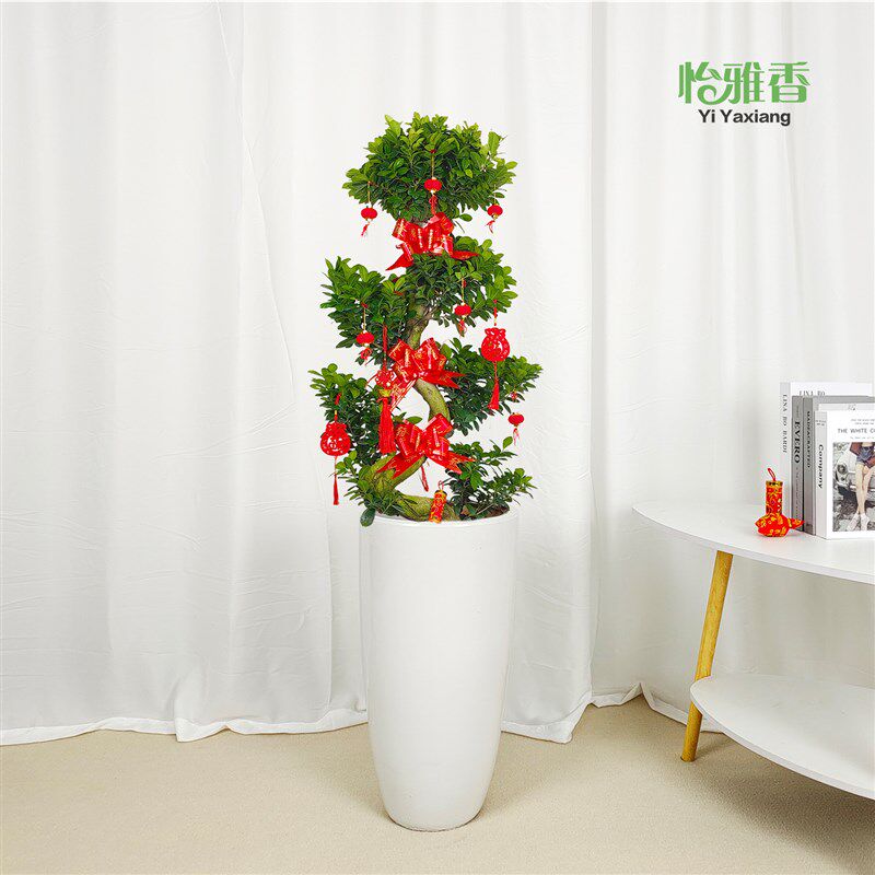 榕树盆景造型绿植室内庭院S弯8字型小叶金钱摇钱树招财盆栽人参榕