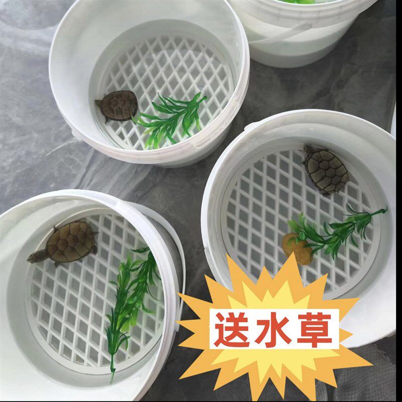 乌龟隔离盒发色盒饲养盒带盖奶茶桶迷你鱼缸龟缸透明