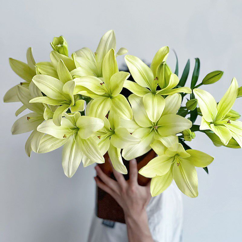 AA级童年百合鲜花25朵黄绿色花瓣厚实 水养直发求婚用高级花束