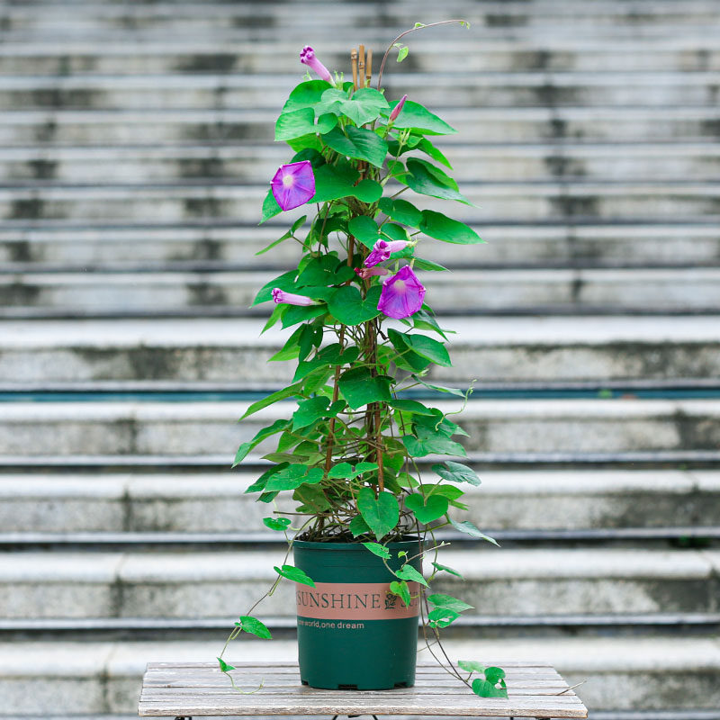 牵牛花盆栽喇叭花室内阳台室外庭院爬藤爬墙花卉开花不断攀爬植物