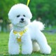 小狗狗牵引绳背心式 小型犬泰迪比熊博美胸背带幼犬外出遛狗绳夏季