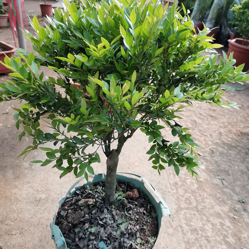 小叶紫檀盆景树苗黑骨茶树桩室内阳台盆栽花卉耐寒四季常青绿植