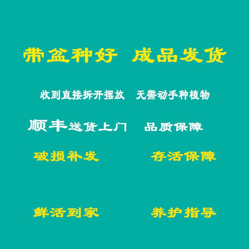 文竹大盆栽植物室内客厅造型盆景好养绿植办公室创意花卉四季常青