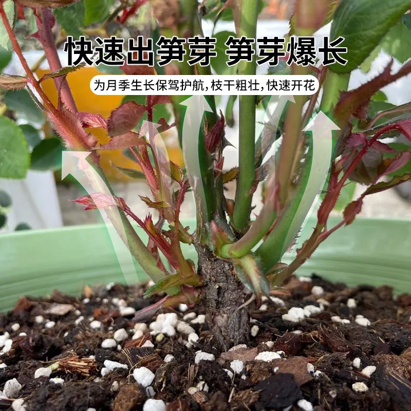 植美施月季爆笋肥盆栽月季花专用肥家庭园艺氮磷钾肥料花卉专用