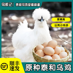 可孵化养殖 乌鲜记原种泰和乌鸡受精种蛋 顺丰包邮到家