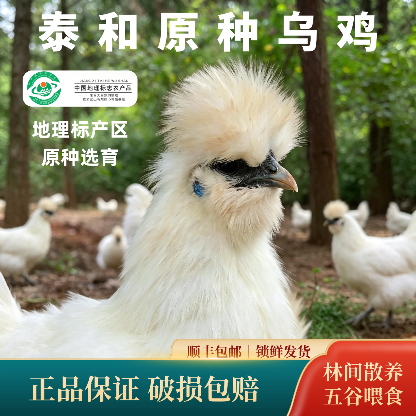 泰和原种乌鸡林下散养顺丰发货