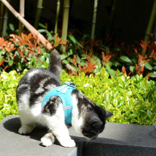 猫咪外出防挣脱宠物遛狗栓猫链子 超透气狗狗牵引绳胸背带背心式